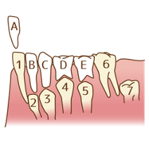 乳歯が生え変わる位置