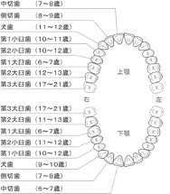 乳歯が生え変わる年齢を記した表