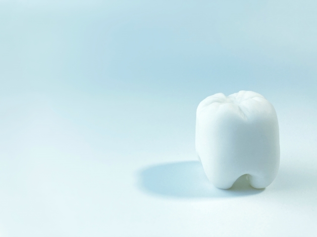 奥歯一本の模型